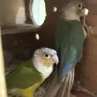 جوز كنيور منتج شرط ( تم البيع )