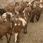 سواكن طيب
