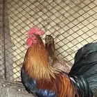 دجاج عربي كفوو