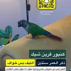 ذكر كنيور ( قرين شيك ) الليف بس خواف