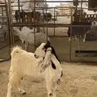 معزا عوارض