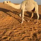 قعود