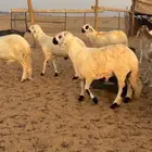 سواكن شحم