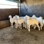 10 بهم فل شحم شعره قصيره