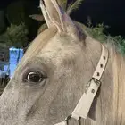 مهر شعبي ولد باسم عذبه عمره سنه وثلاث شهور تواصل