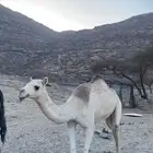 بكره للبيع