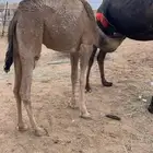 بكره حليب حدر امها مغلقه