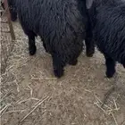 خرفان جذعان عرب