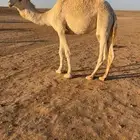 قعود أوضح مفرود