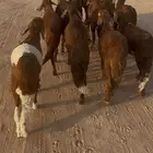 طليان طيبة مرابي نظيفه