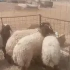 للبيع نعيم خروفين 2وثلاث رخال3