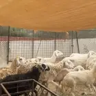 ضان مقاني