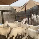 طليان ذبايح870