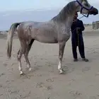 للبيع حصان مصري بيور ( عربي اصيل )