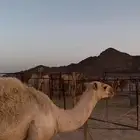قعود
