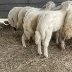 طليان