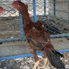 ديك سندي فاخر