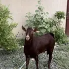 تيس ادهم فحل
