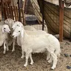 طليان حري ذبائح تم البيع