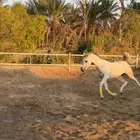 فرس كوالتي عالي للقاح 5 شهور