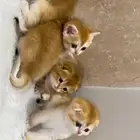 قطط سكوتش فولد  استريت للبيع