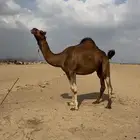 بكره ساحليه فرديه كفو