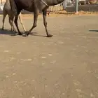 عشراء صفراء