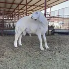 مشروع فحل صنف كفو بالحيل