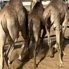 قعودين وبكرتين بلدي للبيع