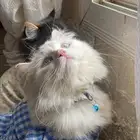 قطه انثى بيضاء امريكي بيور للتبني فقط للبنات