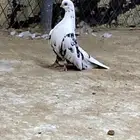 قطيفي كوري درجه اولى صافي جوز