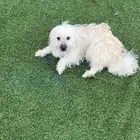 كلبه امريكيه الصحه ميه ب الميه على السوم