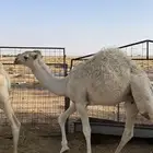 قعدان 2للبيع طيبات