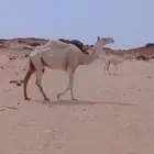 خلفه وضحا ام ثالث عليها قعود مشروطه ديد رقم 1 حليبها طيب