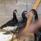 دجاج باكستاني