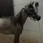 مهر واهو حفيد الرشيم