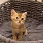 سكوتش فولد أنثى