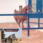 فرس للقاح ع بطل ومنتجه