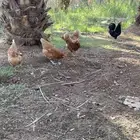 صوص مهجن لوهمان مع اسود عربي