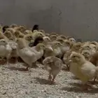 صوص تركي