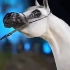 يوجد عسف خيل و لتعديل الطباع الخيل و علاج الحساسية وتسمين