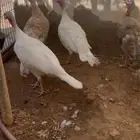 دجاج رومي