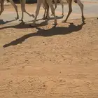 لقحه عل الحاكم الي عند الحربي سنه شاق