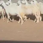 مراح غنم حريات دفيع وحصيب