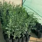 للبيع بالجمله شتلات مورينغا وسدر وشتلات منوعه