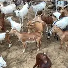 ماعز كفووبلدي وحلالي الماعز40فيها6عنقان و4تيوس و2صغار