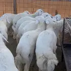 طليان حريه تم البيع
