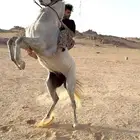 حصان شعبي طرب وسرعه