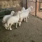 ارخال حريات