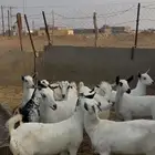 جفار بيشيات